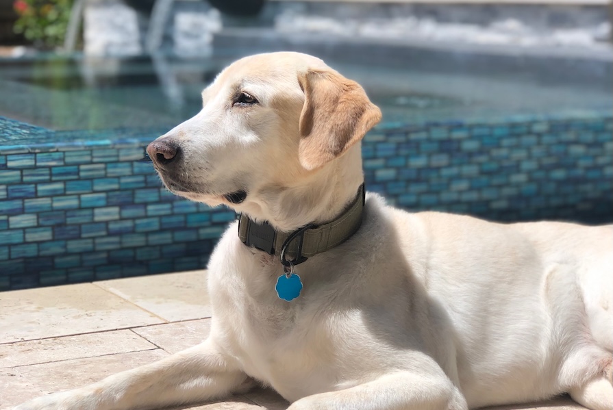 Why Pet-Friendly Rentals Lease Faster in Houston (And What Landlords Should Do About It)